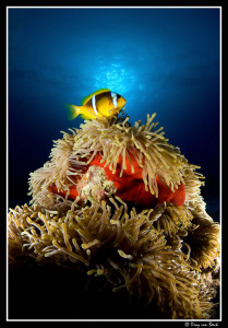 Red anemone and anemone fish II. by Dray Van Beeck 